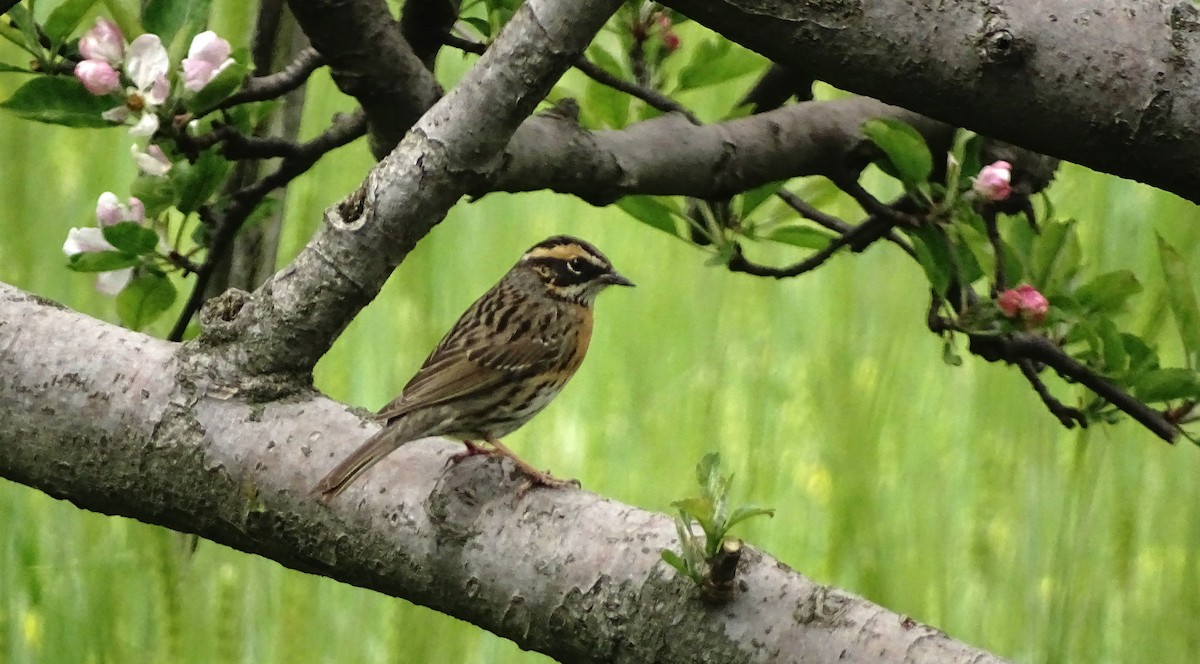 Rufous-breasted Accentor - ML618610215