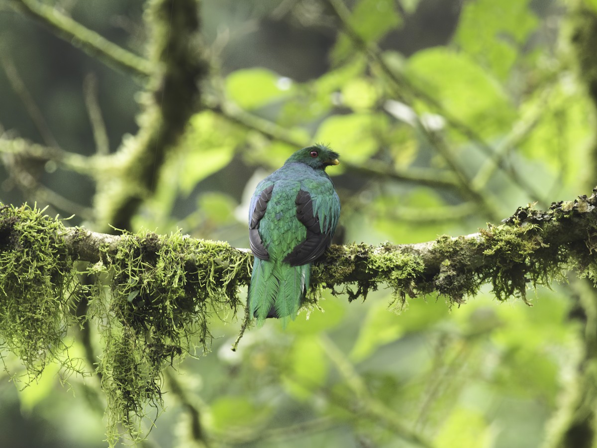 Crested Quetzal - ML618610227