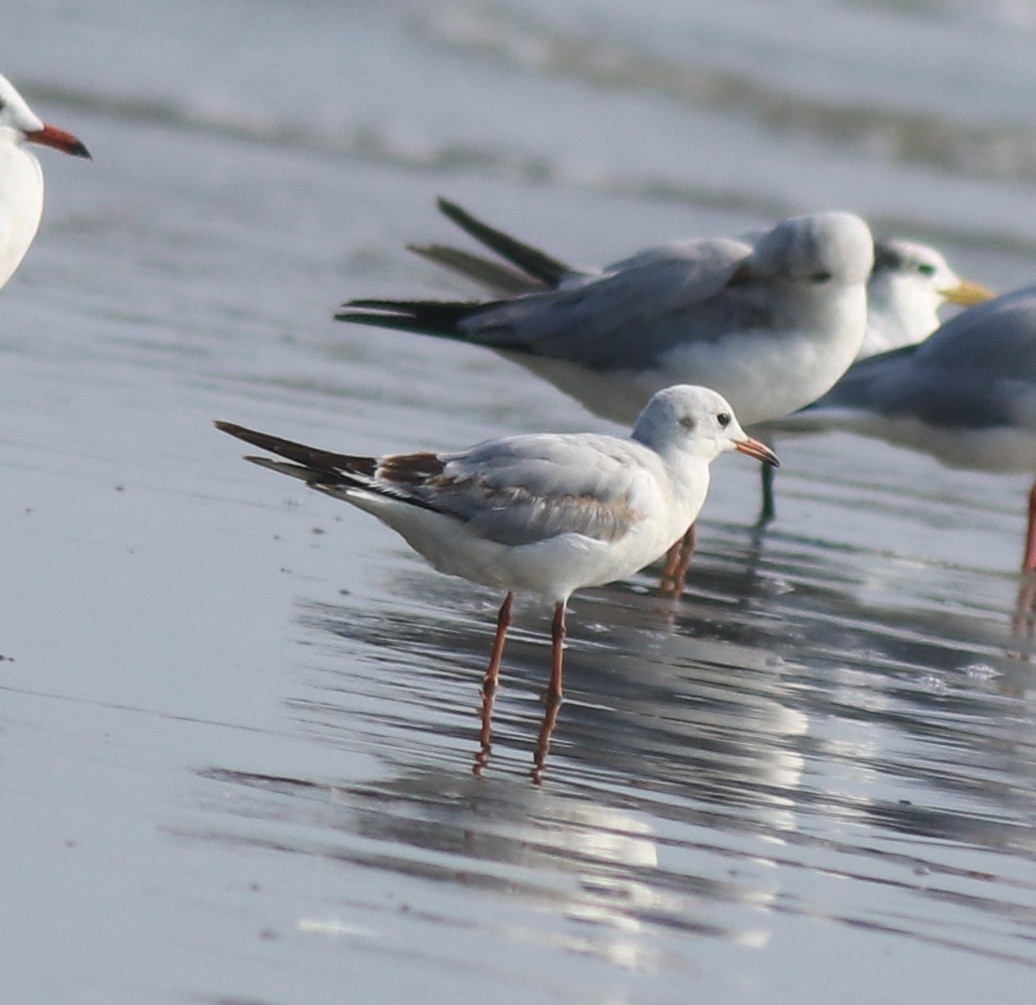 Black-headed Gull - ML618610235