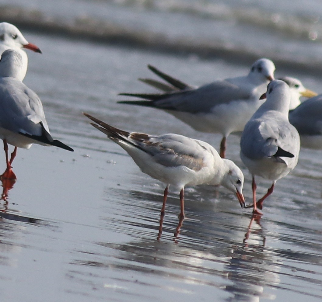 Black-headed Gull - ML618610237