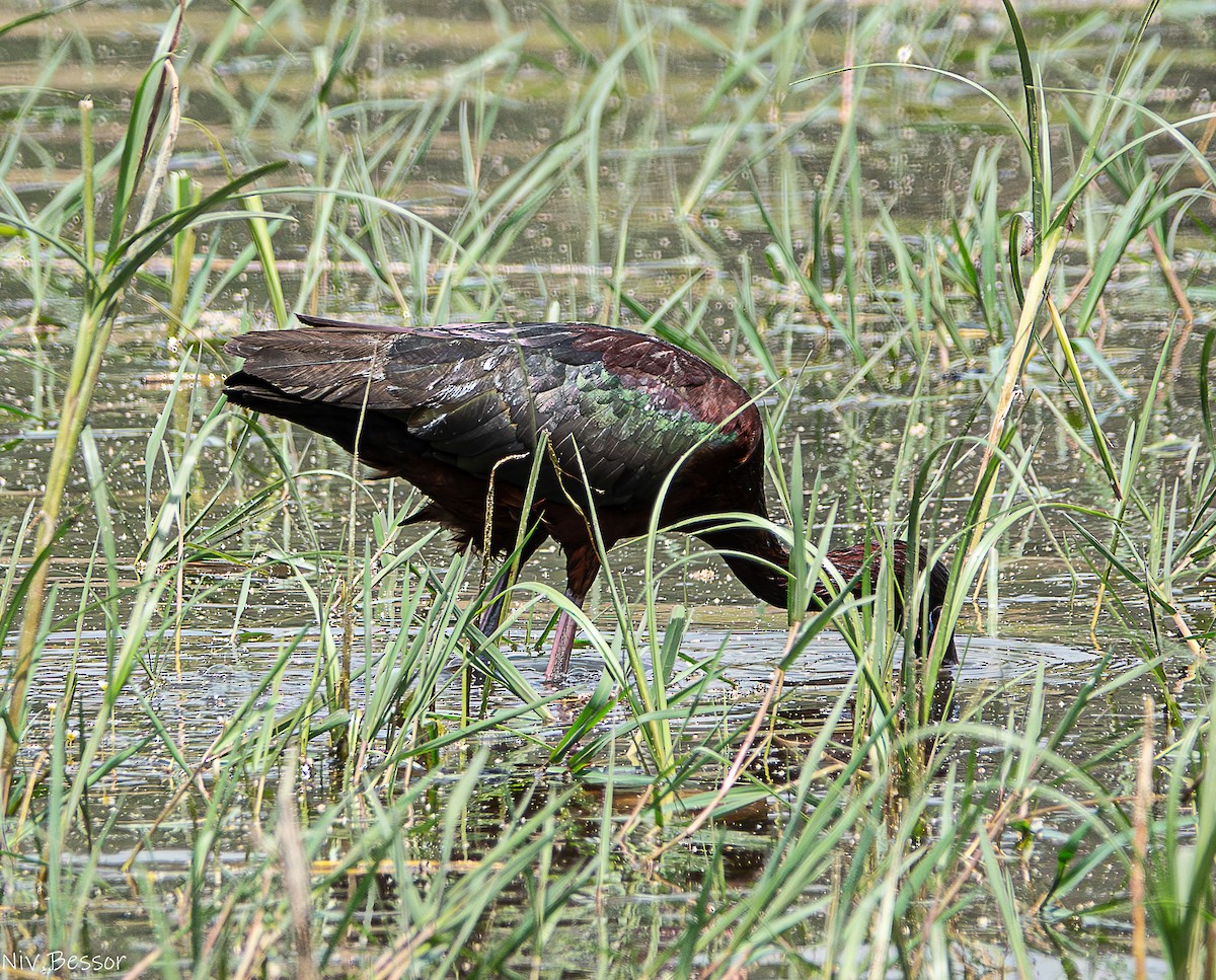 Glossy Ibis - ML618610255