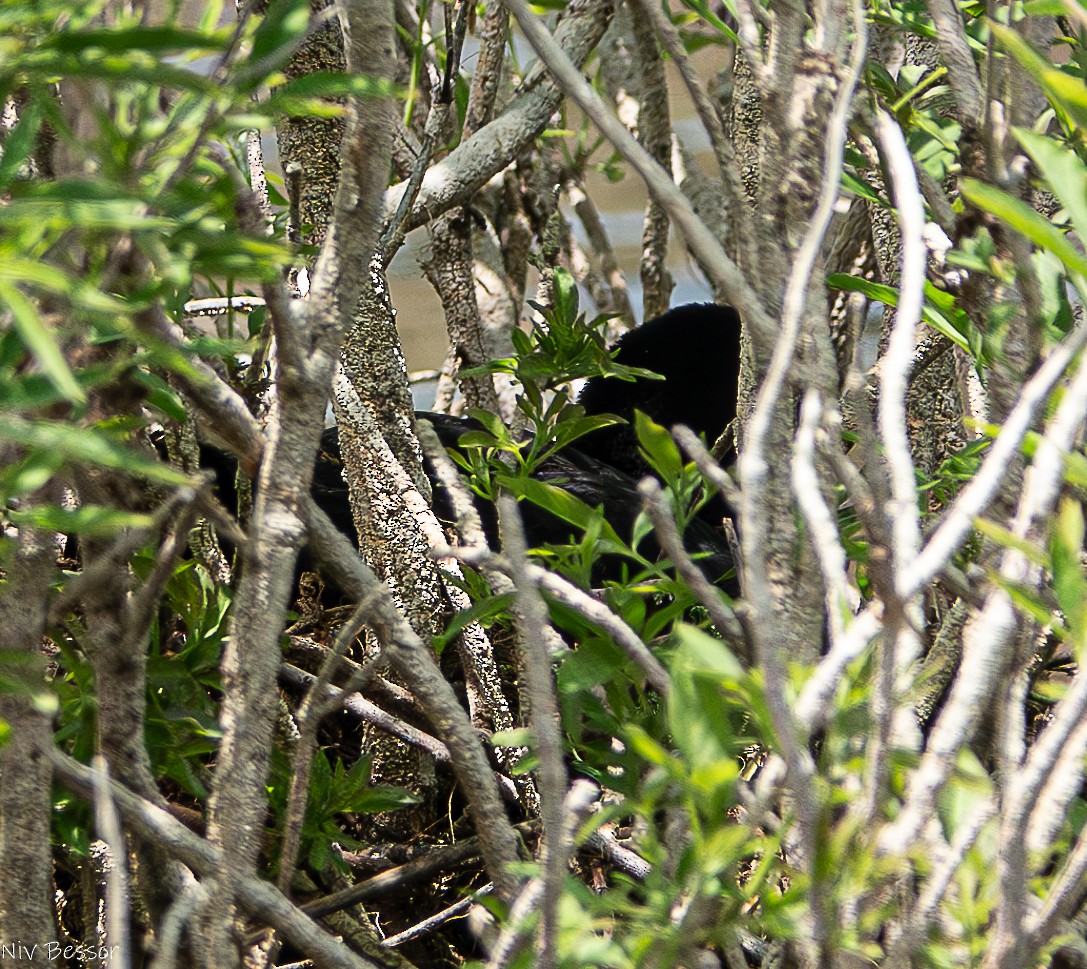 Eurasian Coot - ML618610258