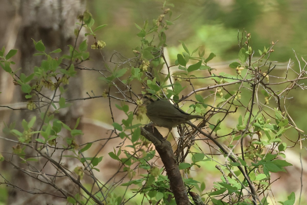 Worm-eating Warbler - ML618610327