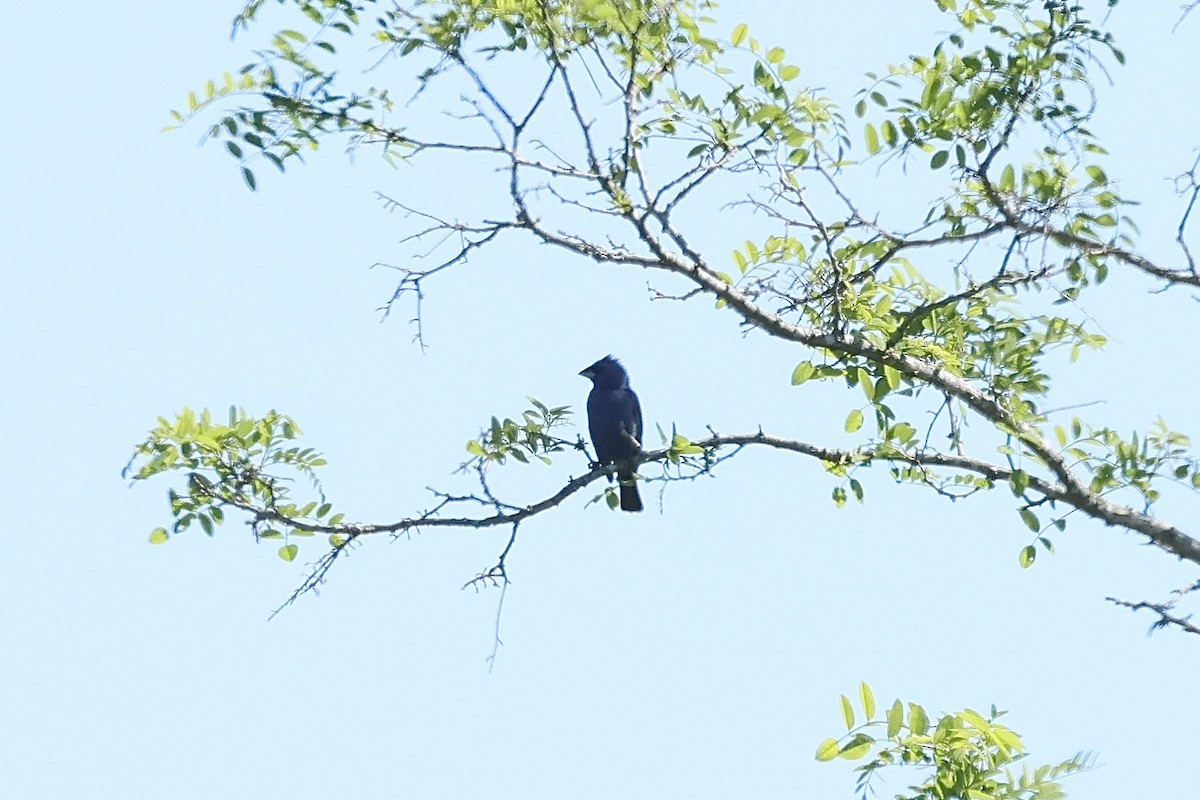 Blue Grosbeak - ML618610331