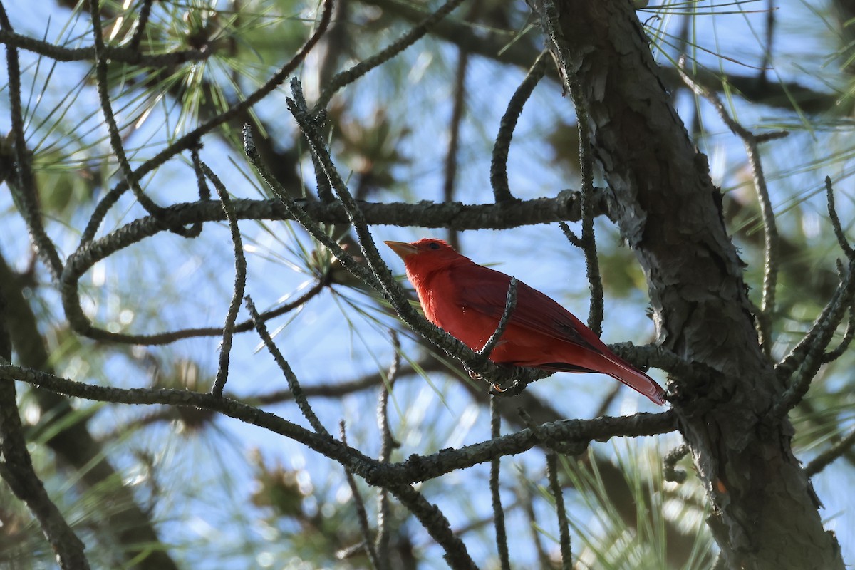 Summer Tanager - ML618610339