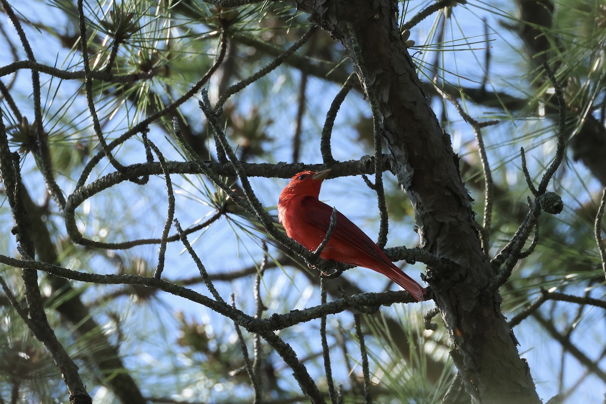 Summer Tanager - ML618610340