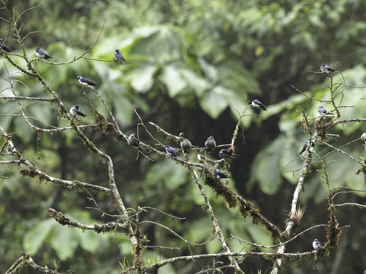 Blue-and-white Swallow - ML618610350