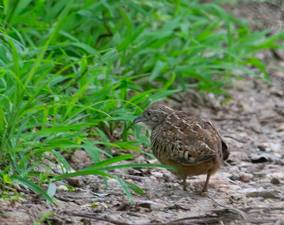 Barred Buttonquail - Subharanjan Sen