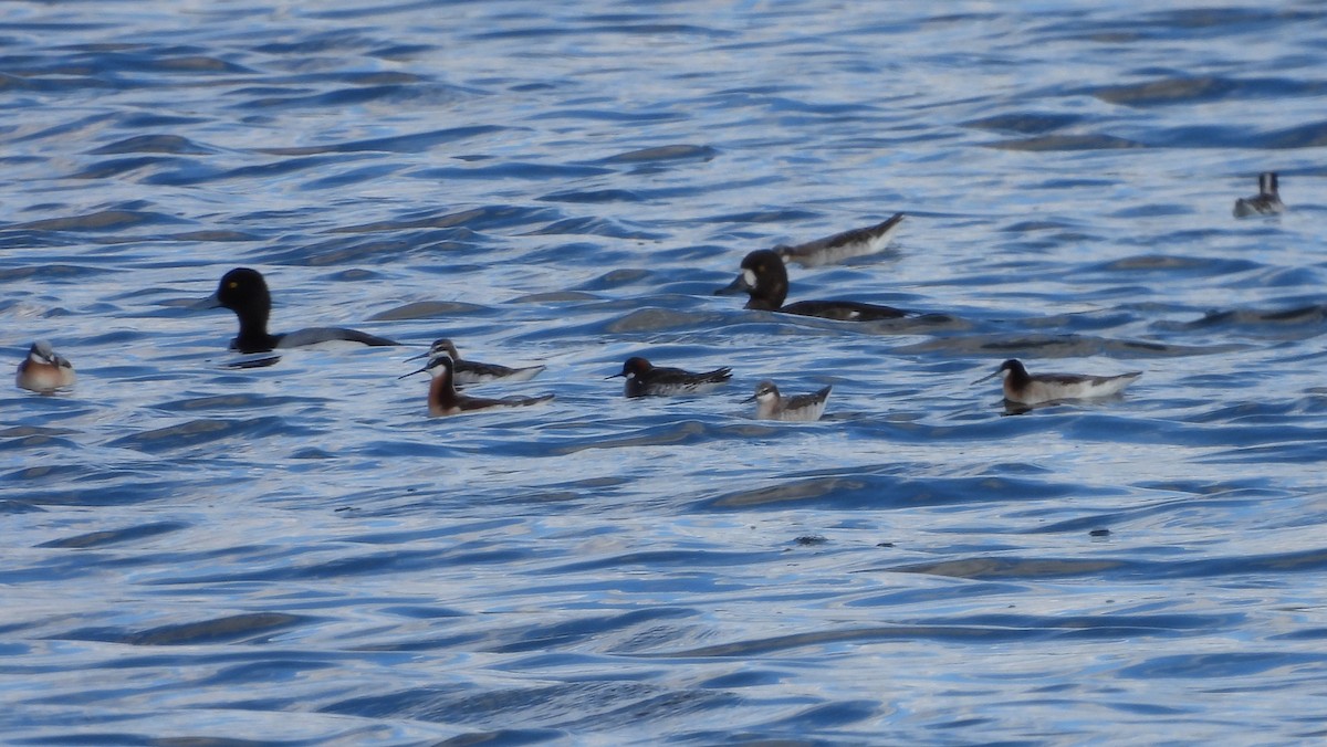 Red-necked Phalarope - Kimberly Emerson