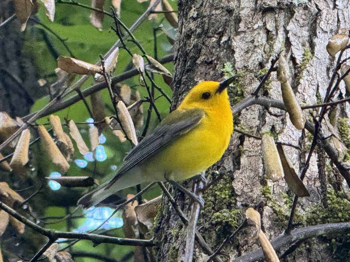 Prothonotary Warbler - ML618610404