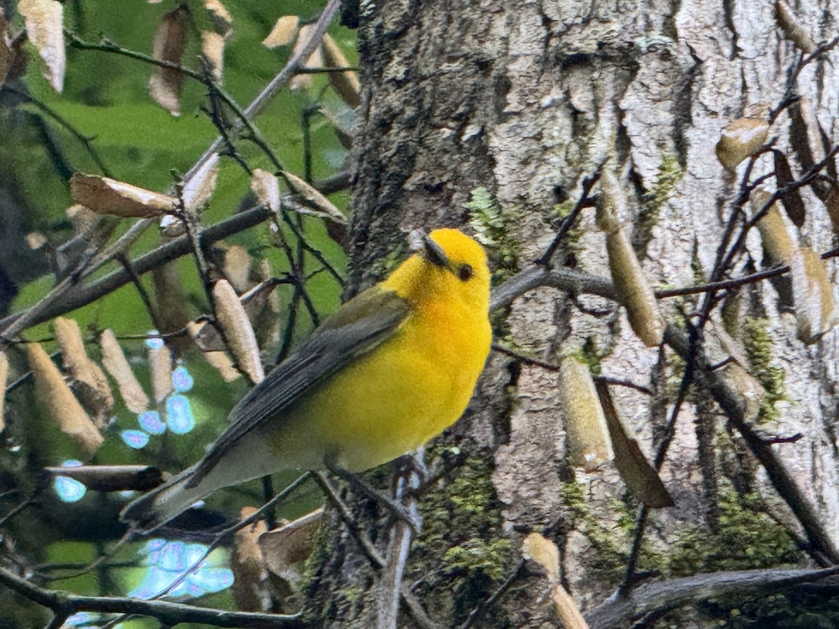 Prothonotary Warbler - Steve Hucks