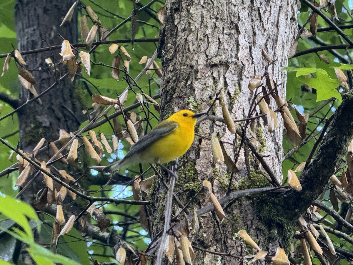 Prothonotary Warbler - ML618610407