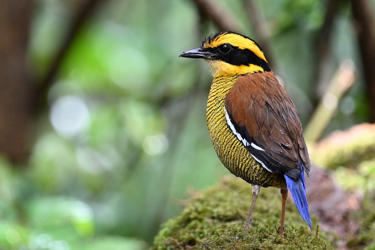 Bornean Banded-Pitta - ML618610416