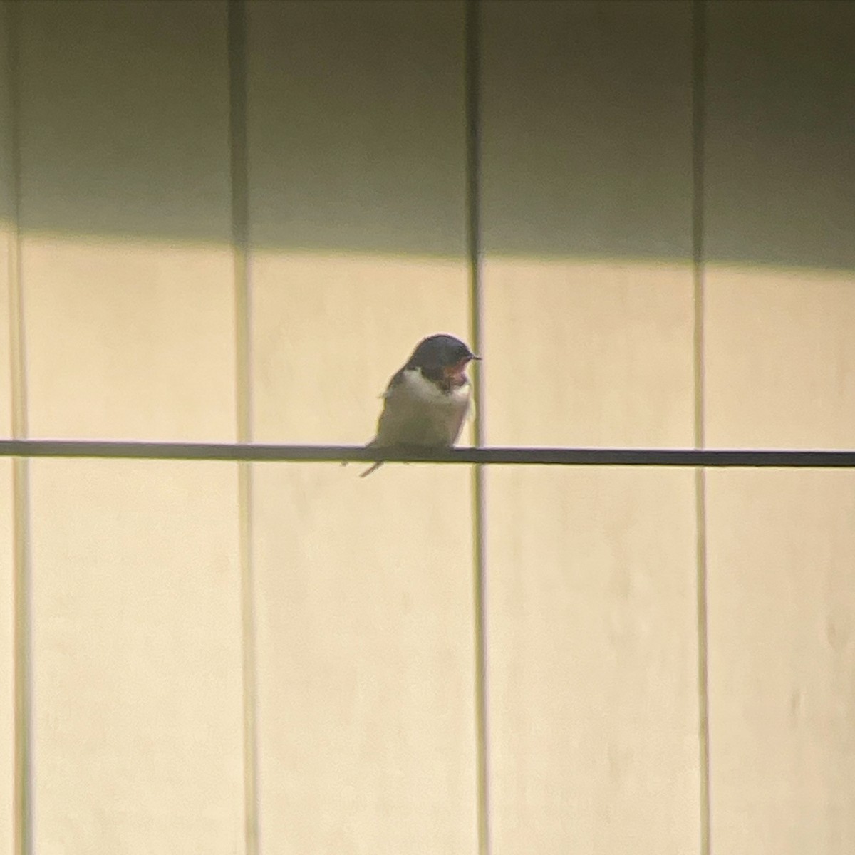 Barn Swallow - Dave Votta