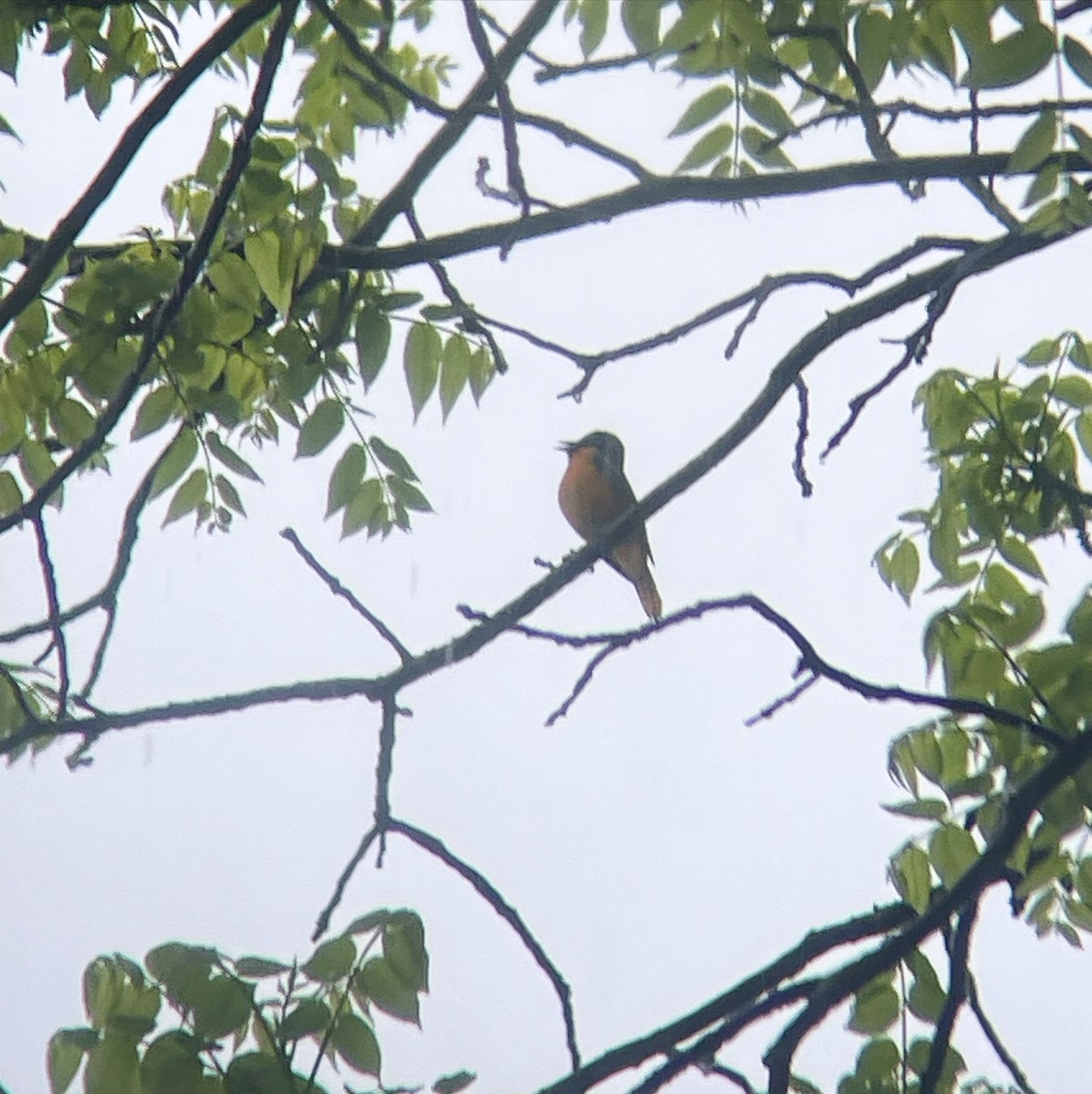 Baltimore Oriole - Dave Votta