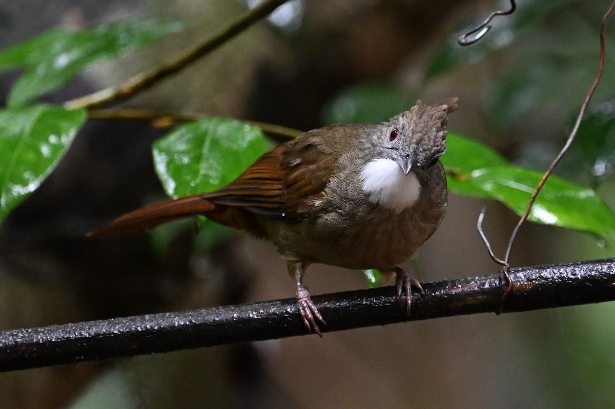 Bulbul à ventre marron - ML618610516