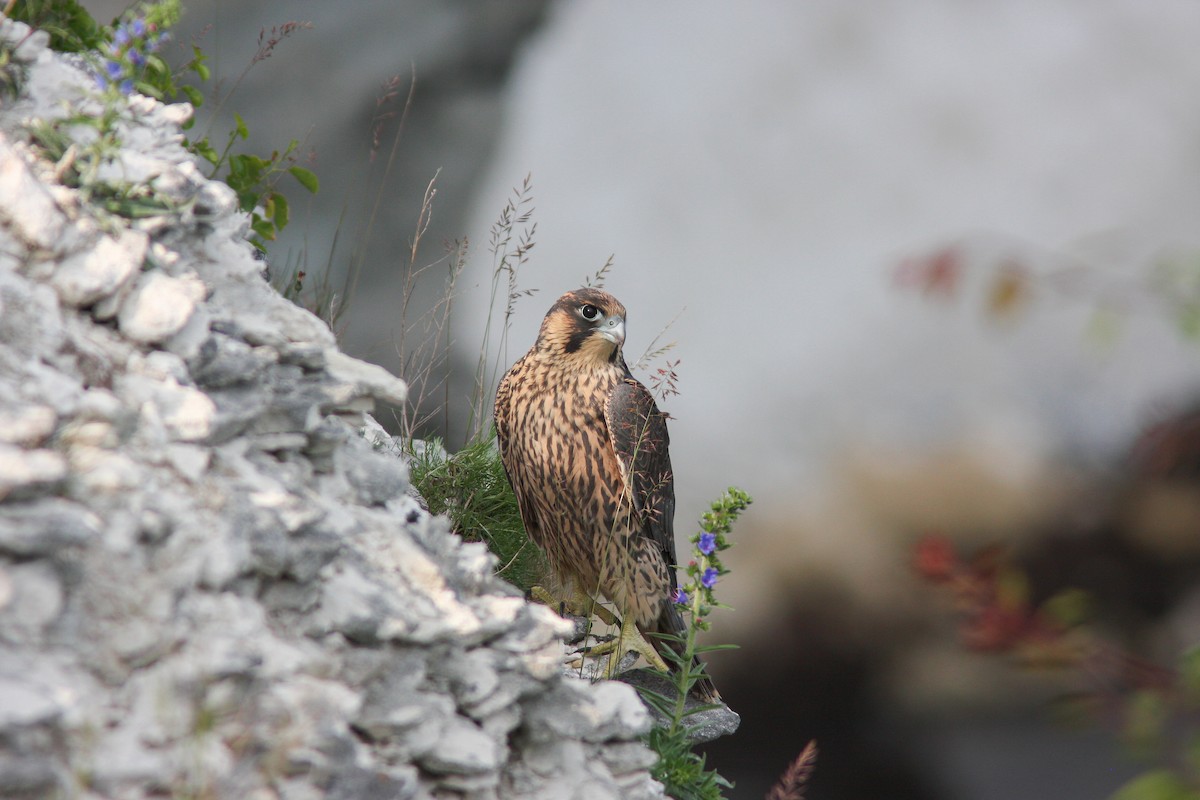 Peregrine Falcon - Per Smith