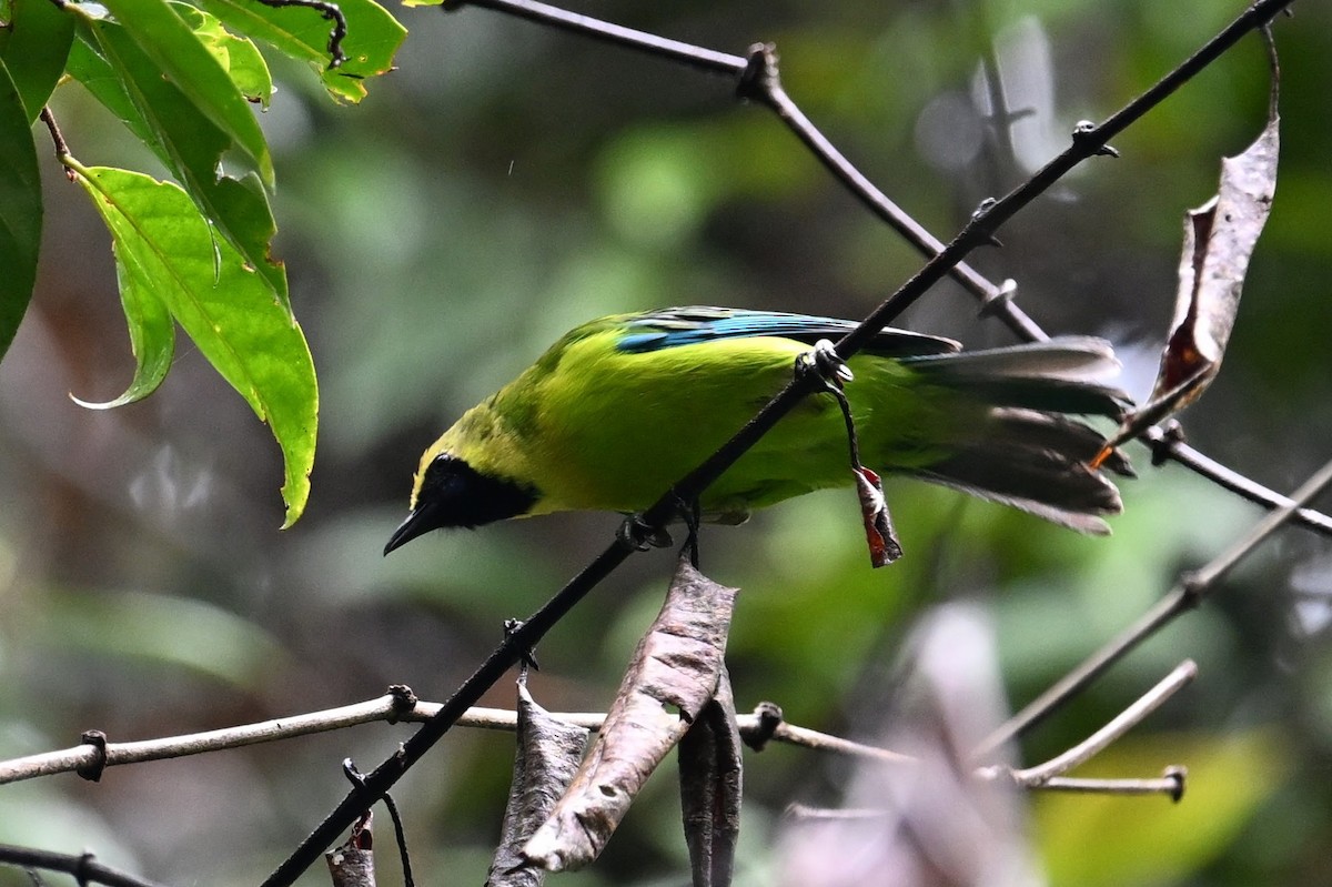 Bornean Leafbird - Jacob Lai