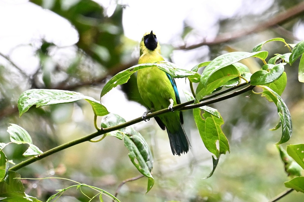 Bornean Leafbird - Jacob Lai