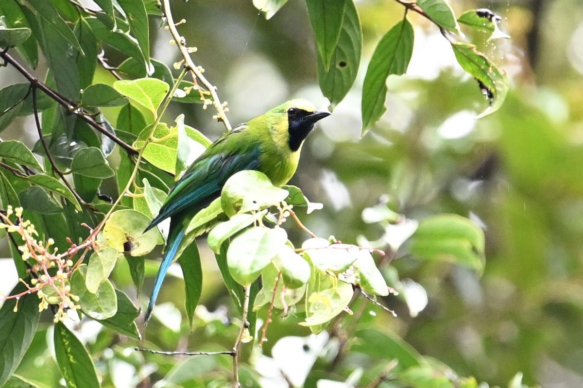 Bornean Leafbird - Jacob Lai