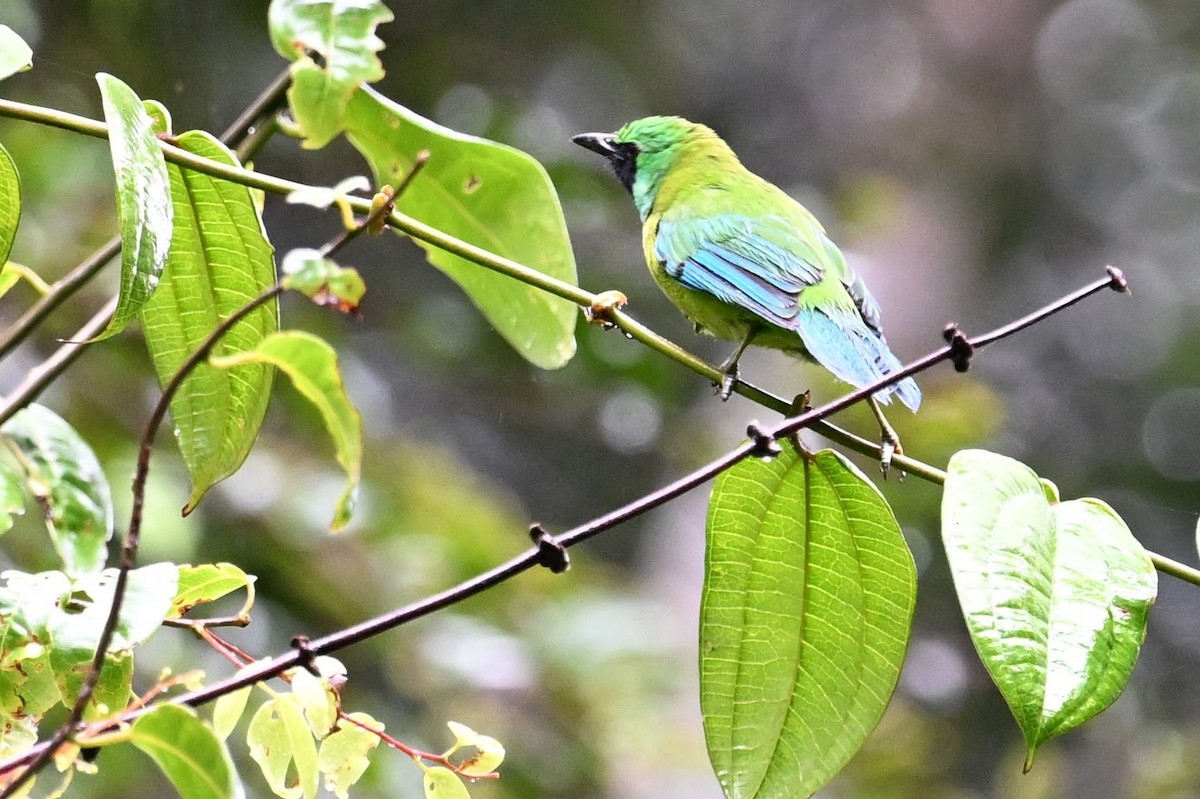 Verdin de Bornéo - ML618610578