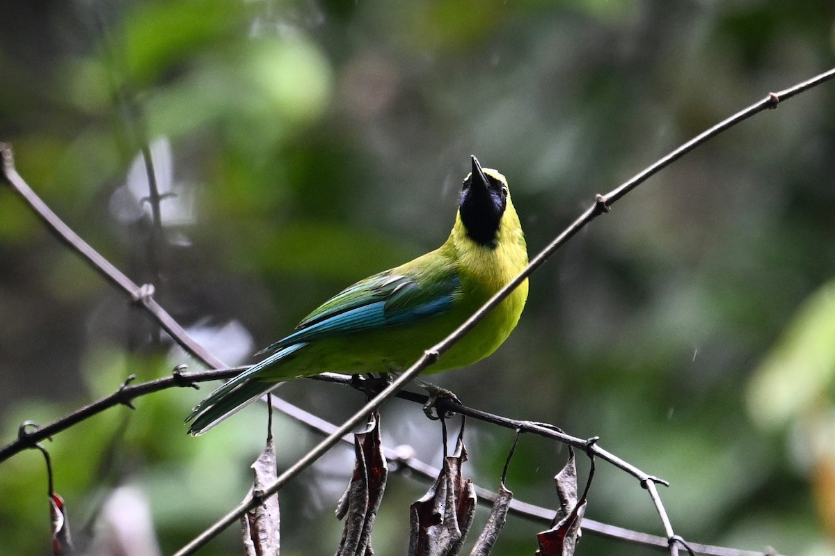 Bornean Leafbird - ML618610579