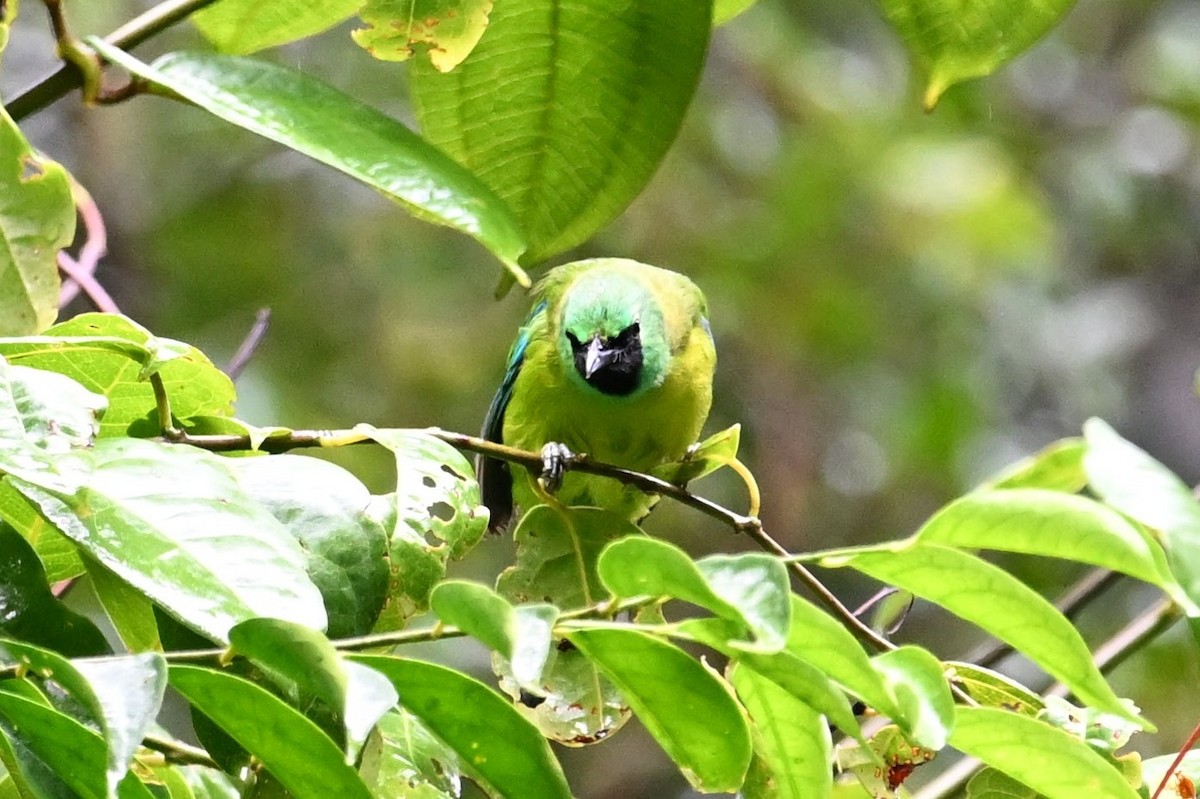 Bornean Leafbird - Jacob Lai