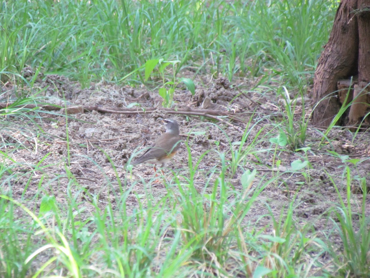 Eyebrowed Thrush - ML618610599