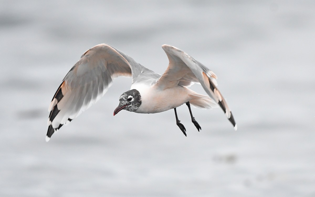 Franklin's Gull - Christoph Moning