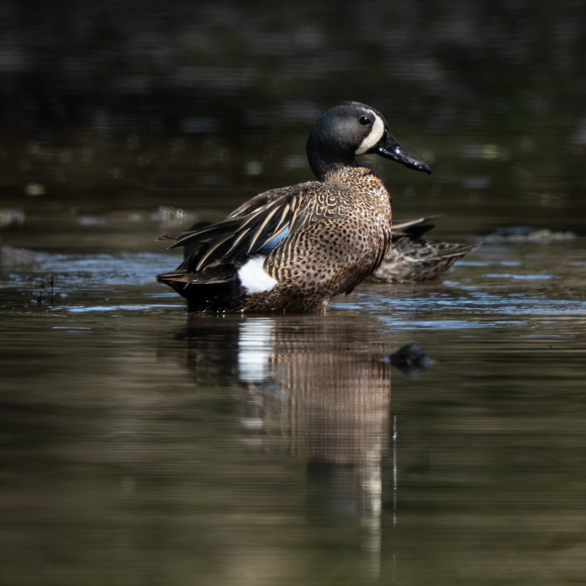 Blue-winged Teal - ML618610633