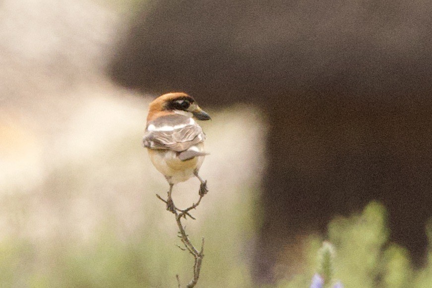 Woodchat Shrike - John Bruin