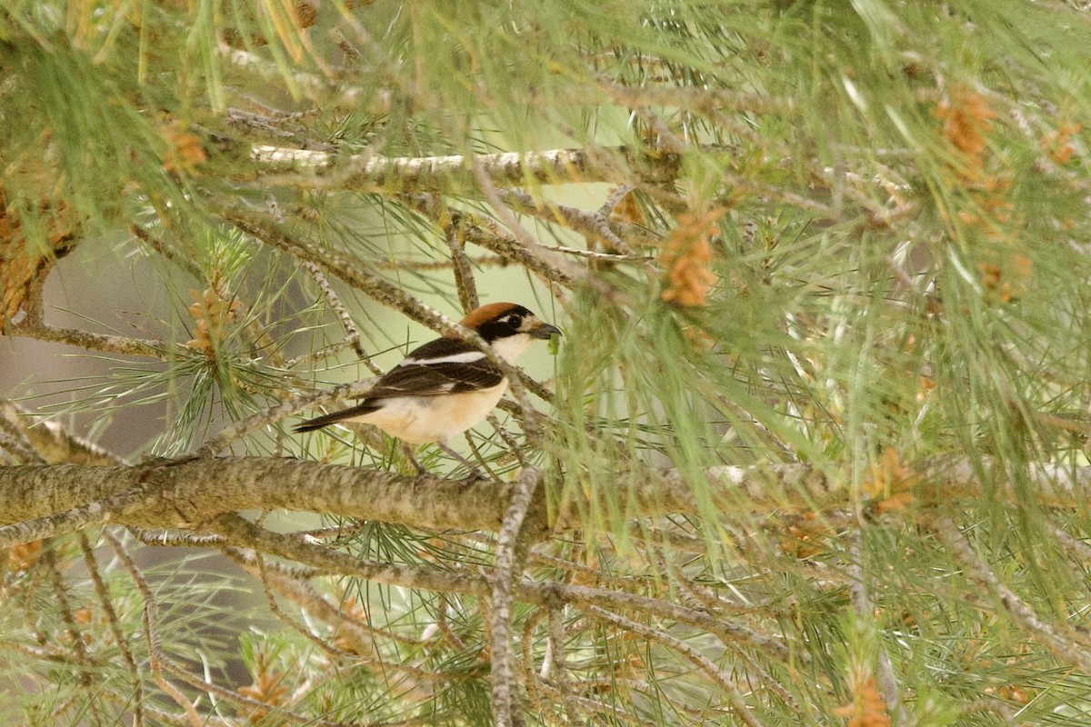 Woodchat Shrike - John Bruin