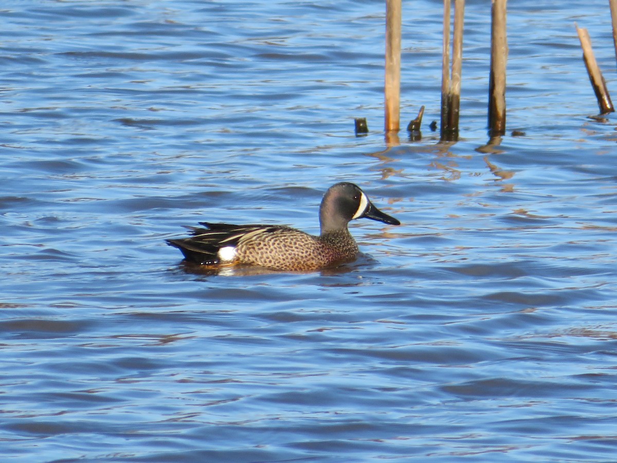 Blue-winged Teal - Bernie Brown