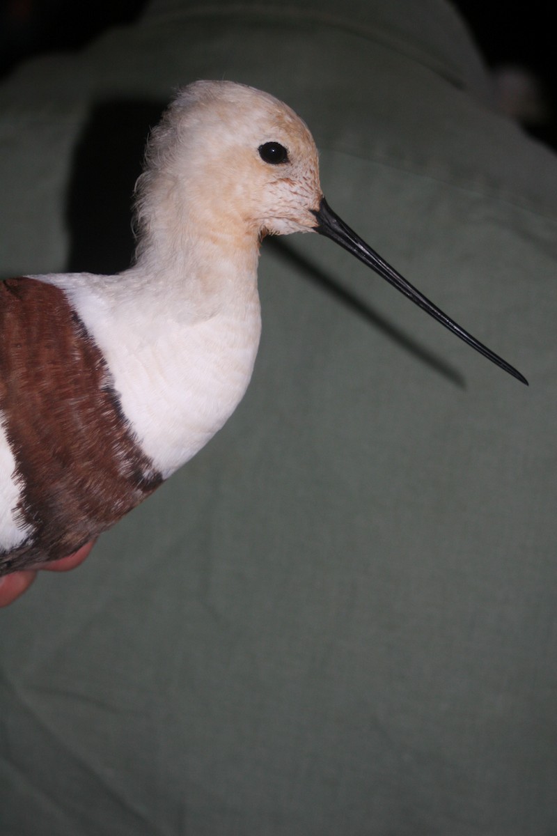 Banded Stilt - Adrian Boyle