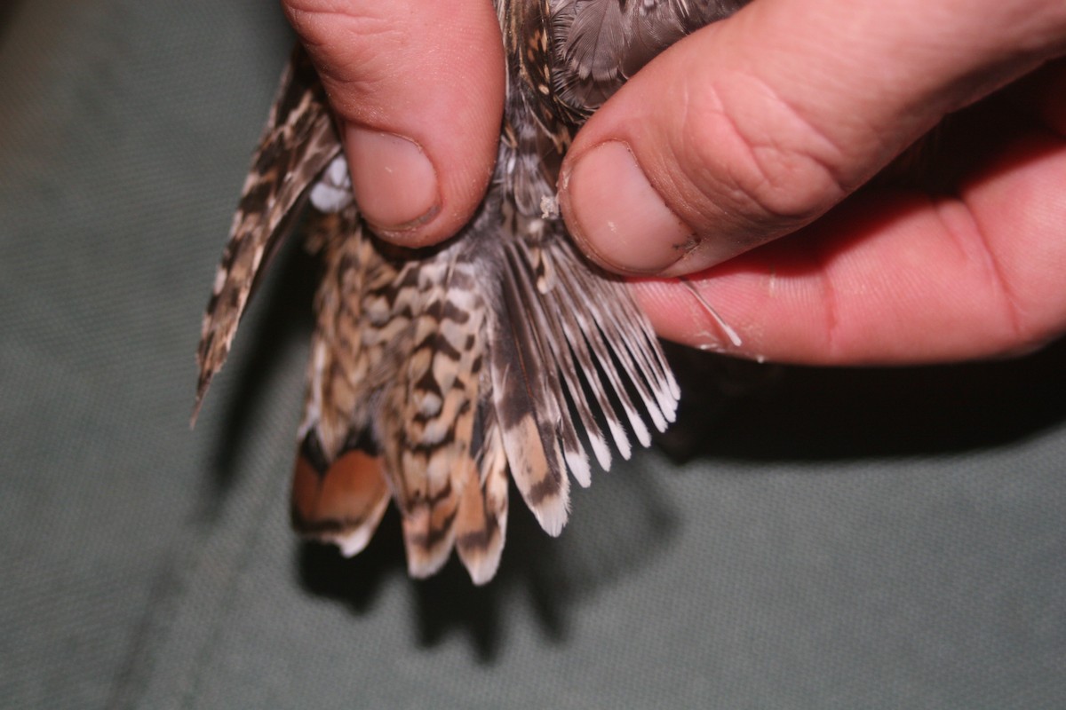 Pin-tailed Snipe - ML618610681