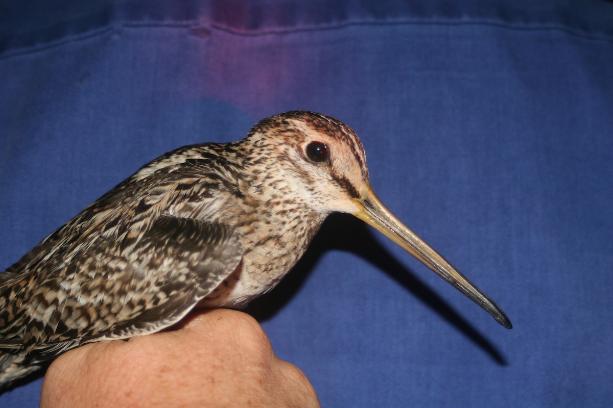 Pin-tailed Snipe - ML618610682