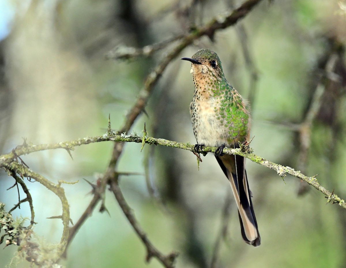 Red-tailed Comet - ML618610704