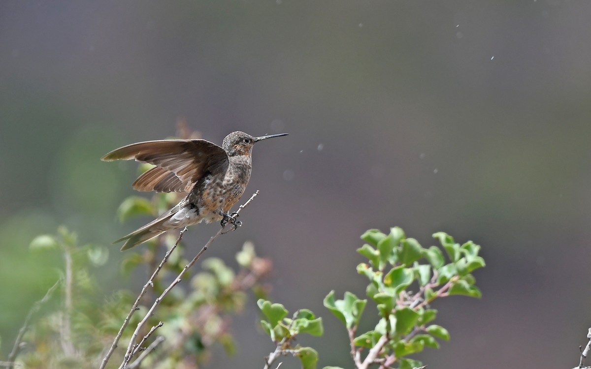 Giant Hummingbird - ML618610710