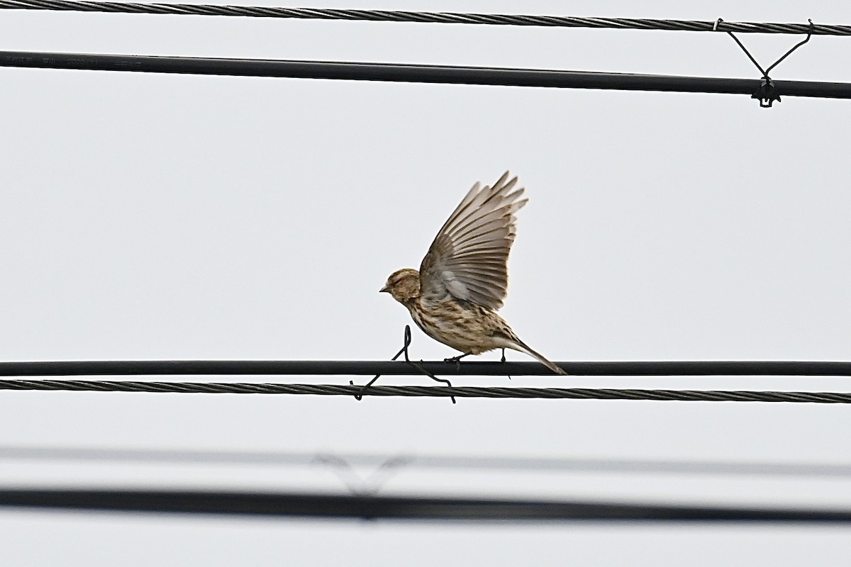 Twite - Dong Qiu