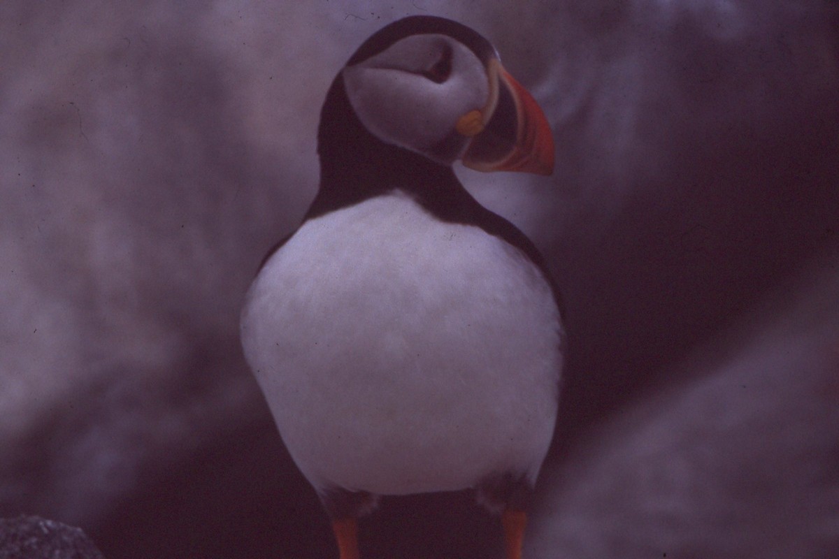 Atlantic Puffin - ML618610731