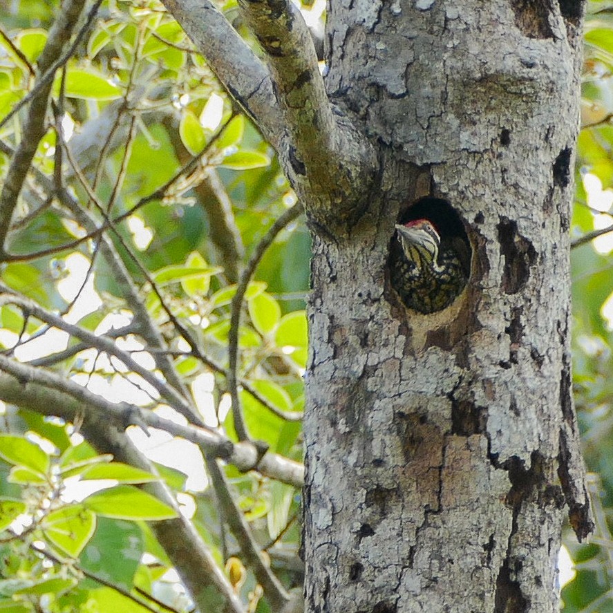 Greater Flameback - ML618610767