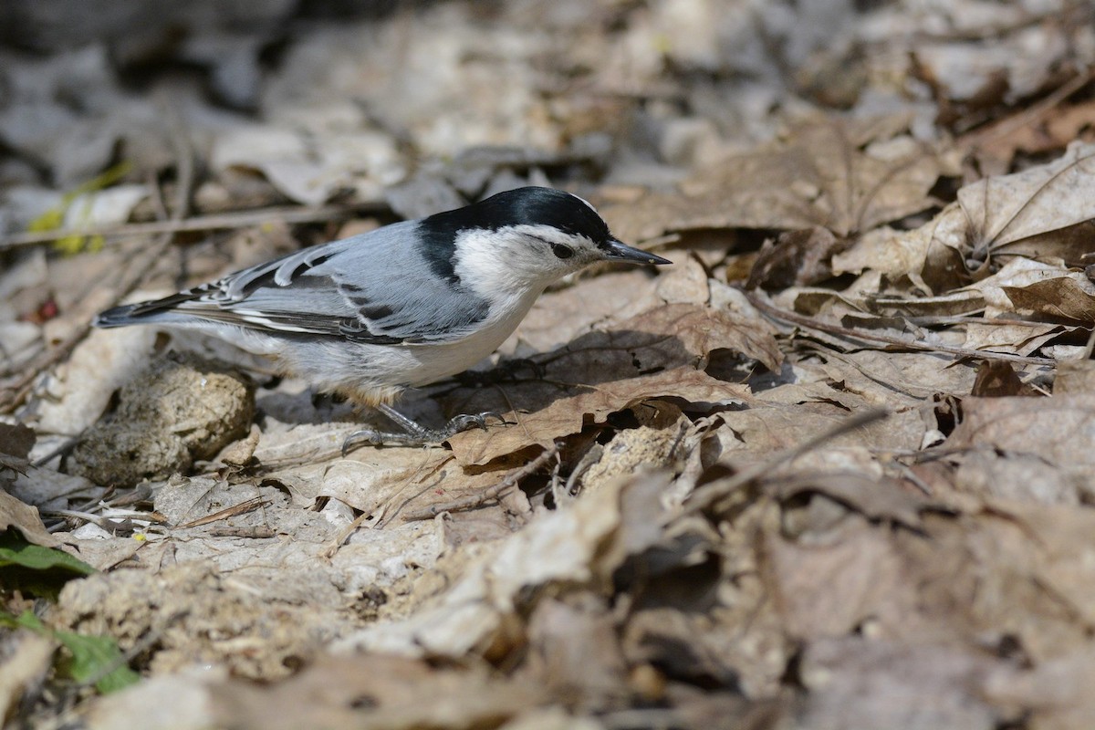 White-breasted Nuthatch - ML618610798