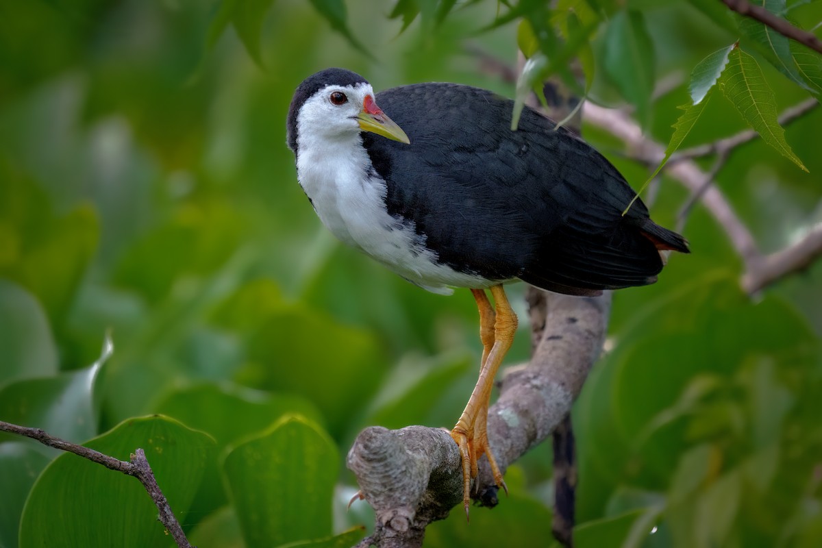 White-breasted Waterhen - ML618610848