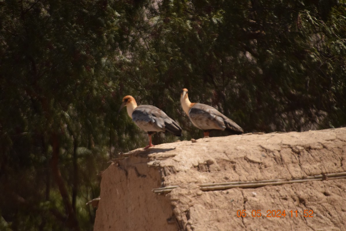 ibis šedokřídlý - ML618610853