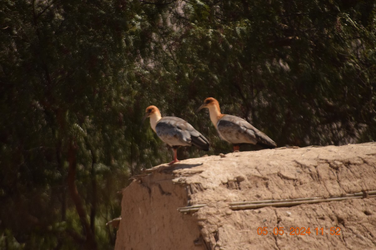 Andean Ibis - ML618610855