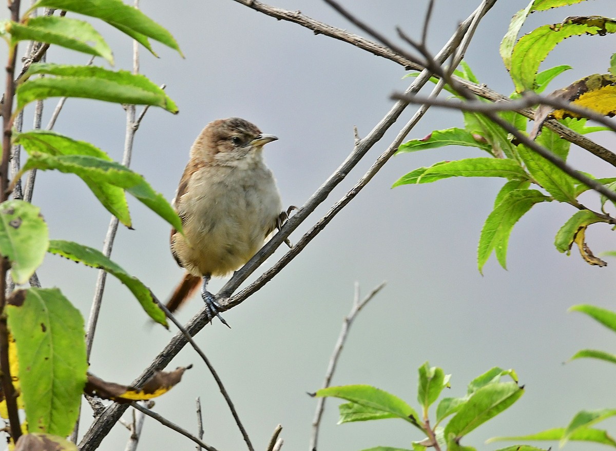 ボリビアカマドドリ - ML618610876