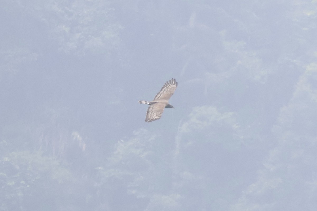 Oriental Honey-buzzard - ML618610877