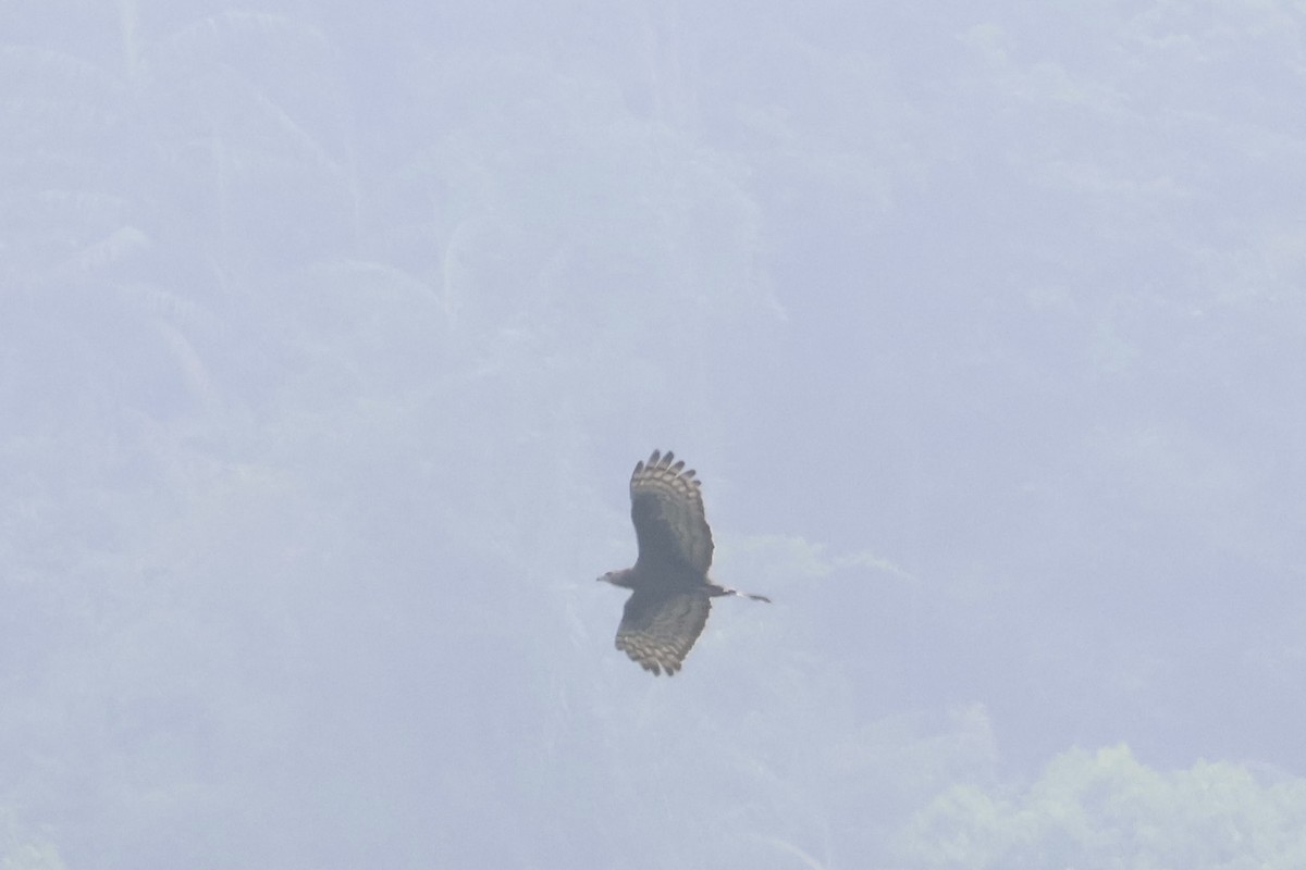 Oriental Honey-buzzard - ML618610878