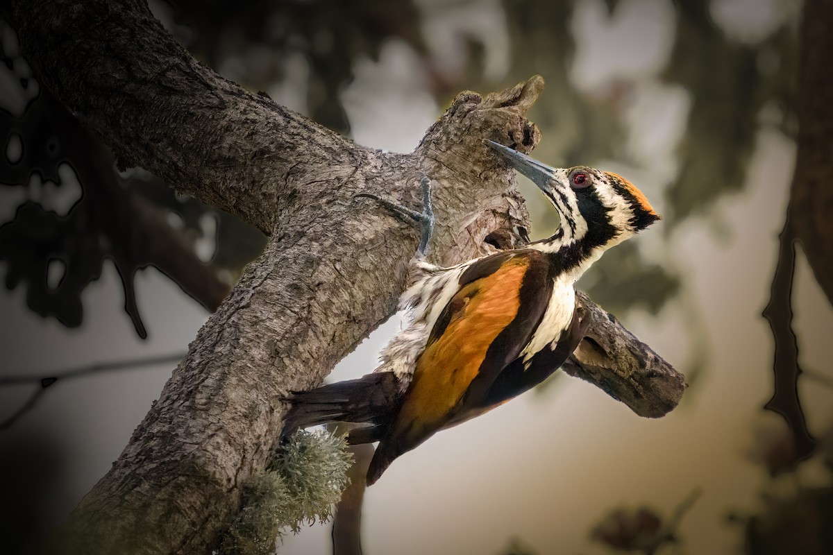 White-naped Woodpecker - David Hurtado