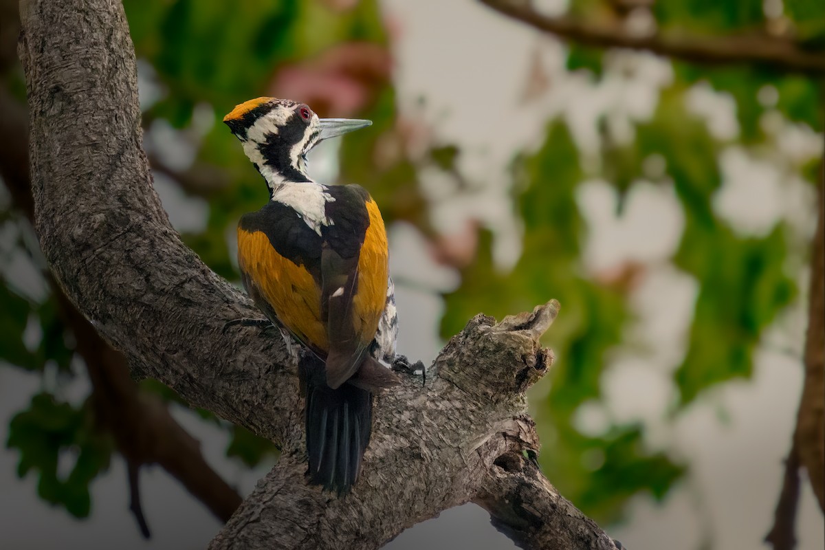 White-naped Woodpecker - David Hurtado